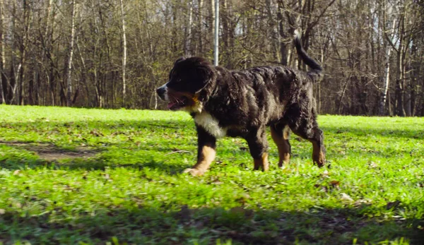 Бернский щенок-пастух на траве в парке — стоковое фото
