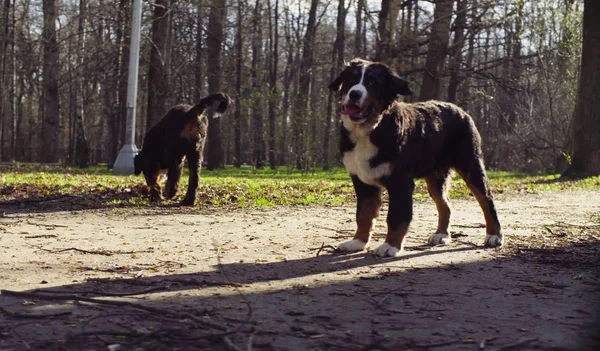 Perro pastor bernés cachorros en un parque —  Fotos de Stock