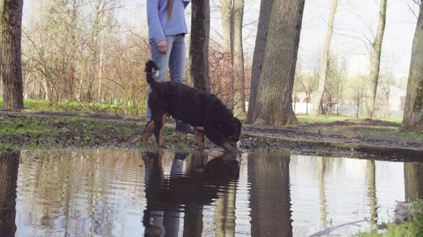 Bernese çoban köpeği yavru su birikintisi içme
