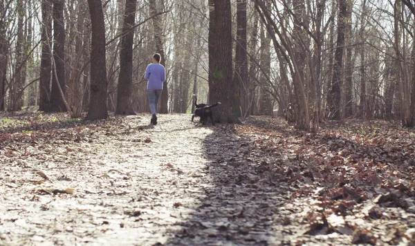 Женщина, гуляющая с щенками-овчарками Бернеза — стоковое фото