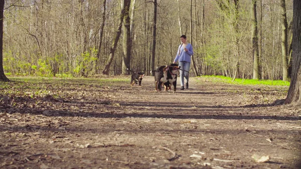 ベルナー ・ シェパード ・ ドッグの子犬と一緒に歩いている女性 — ストック写真