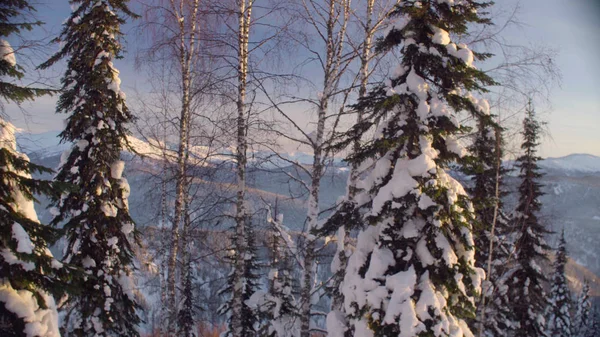 Veduta della foresta invernale sulle montagne siberiane — Foto Stock