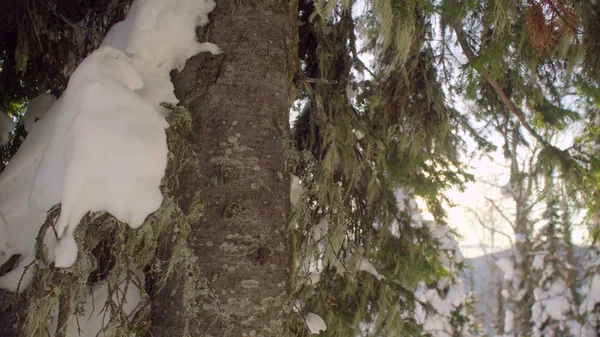 Abeto de inverno nas montanhas siberianas — Fotografia de Stock