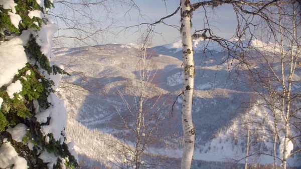 L'inverno della foresta nelle montagne siberiane — Foto Stock