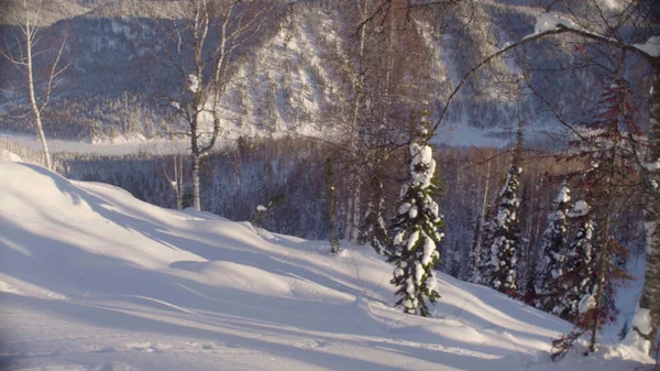 Der Waldwinter in den sibirischen Bergen — Stockfoto