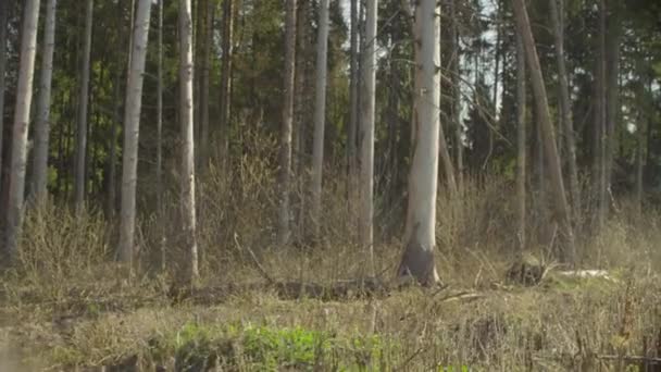 Schade boomstammen op het bos kappen in het voorjaar — Stockvideo