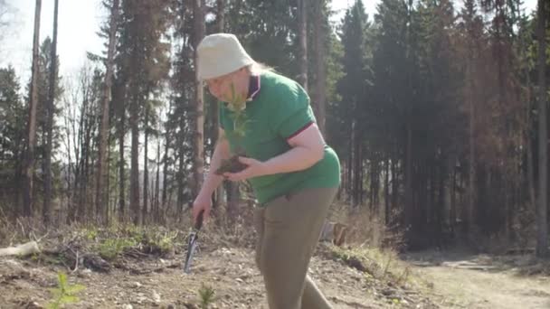 Ehrenamtliche Seniorin pflanzt eine kleine Tanne — Stockvideo