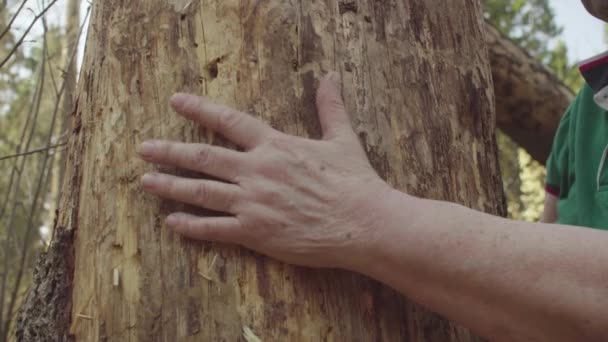 Senior womans hand hugging a damaged tree — Stock Video