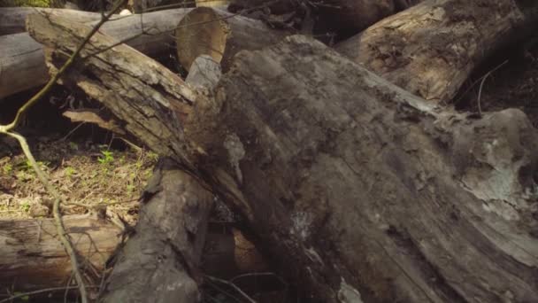 Выброшенные стволы деревьев — стоковое видео