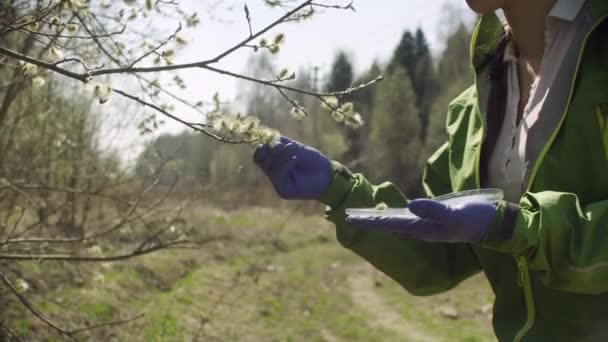 Ökologe holt Proben von Weidenblumen — Stockvideo