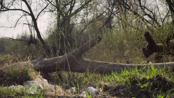Poubelles couchées dans la forêt