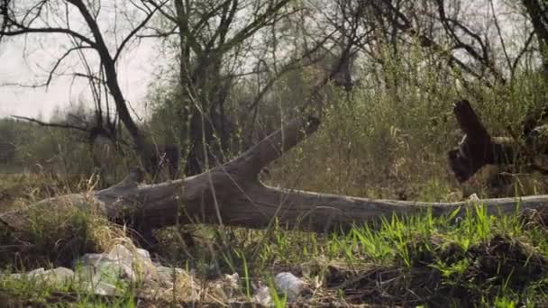 Müll liegt im Wald — Stockvideo