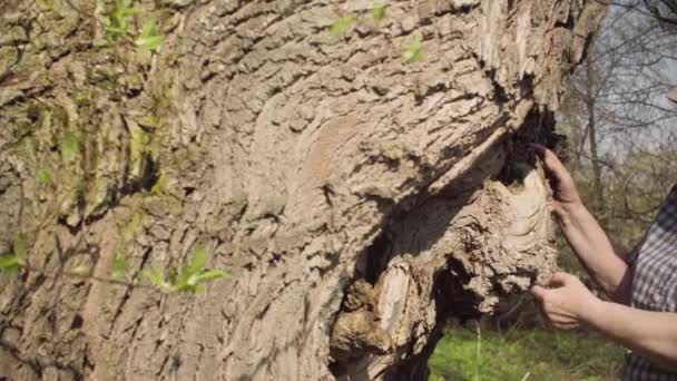 Mujer mayor acariciando un árbol grande . — Vídeos de Stock