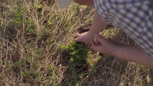 Senior green activist plants a juniper tree — Stock Video