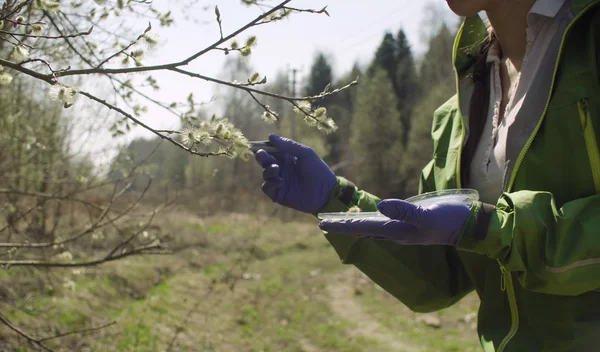 Ecoloog het krijgen van monsters van Willow bloemen — Stockfoto
