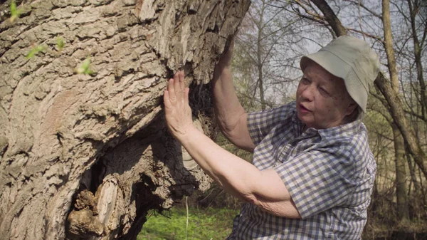 Oudere vrouw strelen een grote boom. — Stockfoto