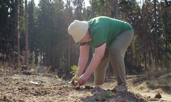 Старший волонтер сажает елку — стоковое фото