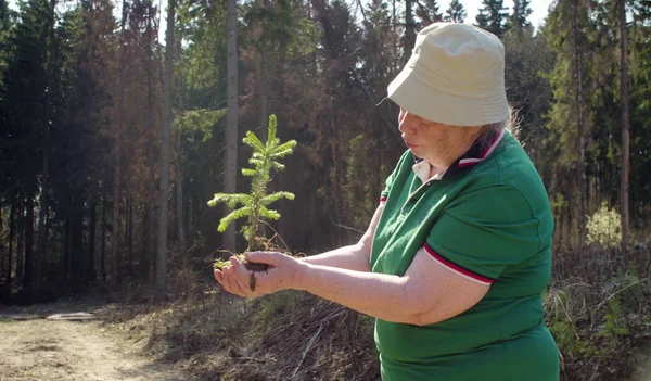 Oude vrijwilliger met de jonge boom in haar handen — Stockfoto