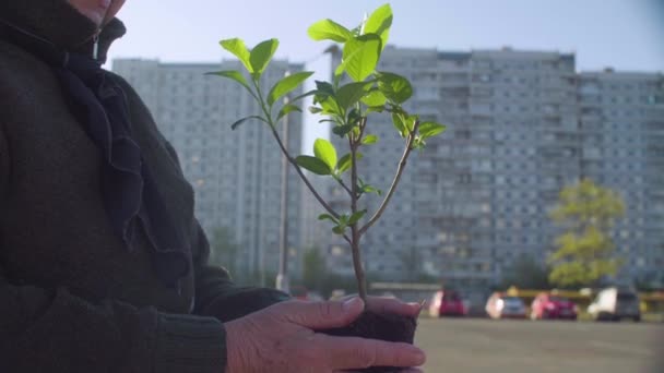 Старший волонтер с молодым деревом в руках в городе — стоковое видео