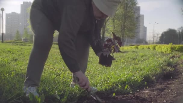 Senior attivista verde piantare un fiore in una città — Video Stock