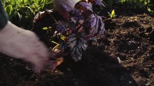 Mani di anziano volontario verde piantare un fiore — Video Stock