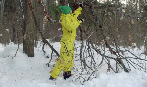 Ekolog sprawdza uszkodzone drzewa w lesie. — Zdjęcie stockowe