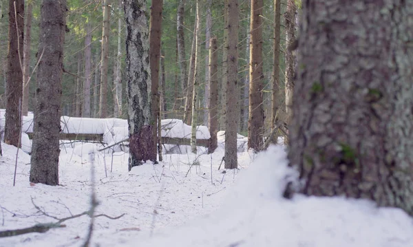 Spar bos in de winter — Stockfoto