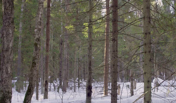 Spar bos in de winter — Stockfoto