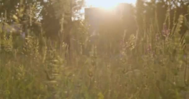 Gras am Sonnenuntergang — Stockvideo