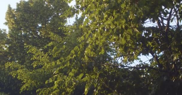 Bomen in de stad 's avonds — Stockvideo