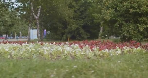 Blomstersäng i parken — Stockvideo