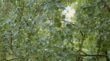 Yaz yağmuru, ağaçların ıslak yaprakları