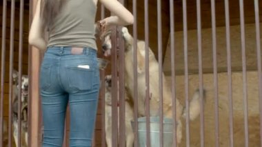 Bir köpek barınağında gönüllü köpekler beslemeleri