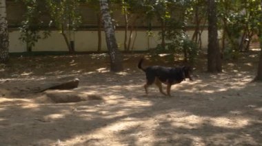 Bir köpek barınağında engelliler ile neşeli köpek