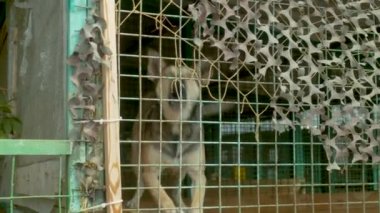 Bir köpek barınağında bir köpeği gönüllü görmek için sevindim