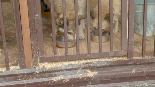 Perros comiendo su comida en un refugio — Vídeo de stock