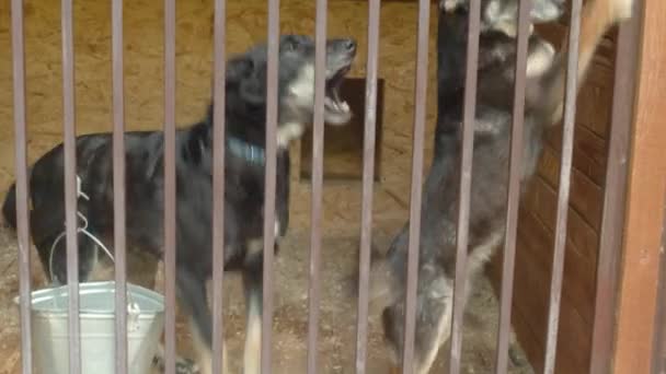Perros en un refugio esperando comida — Vídeo de stock
