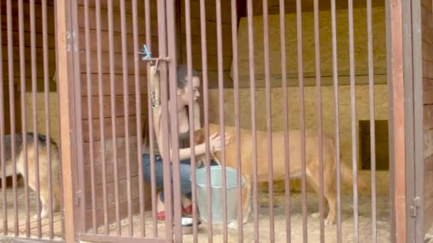 Volunteer in a dogs cage — Stock Video