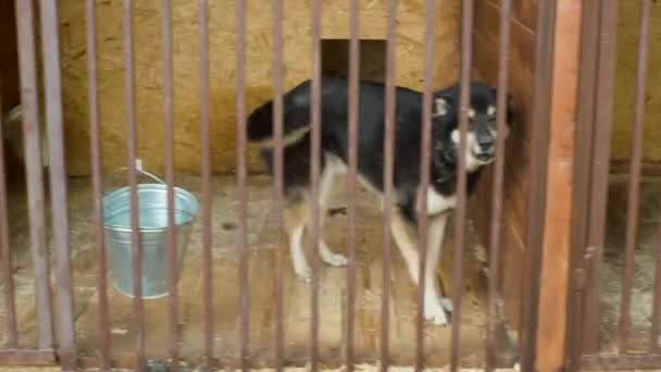 Perros en jaulas en un refugio para perros — Vídeo de stock