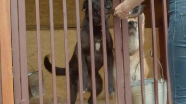 Kadın gönüllü bir barınak köpekler besler