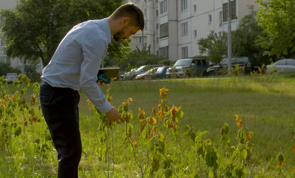 Verdorrte Büsche in öffentlichem Park, die falsch gepflanzt wurden — Stockfoto