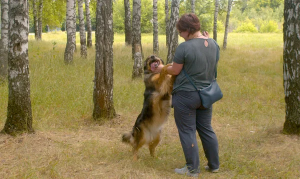 Mulher gentil voluntário acaricia o cão rafeiro — Fotografia de Stock