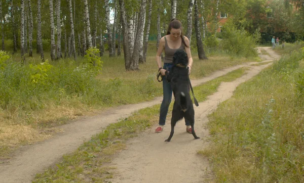 犬と一緒に歩く親切な女性ボランティア — ストック写真