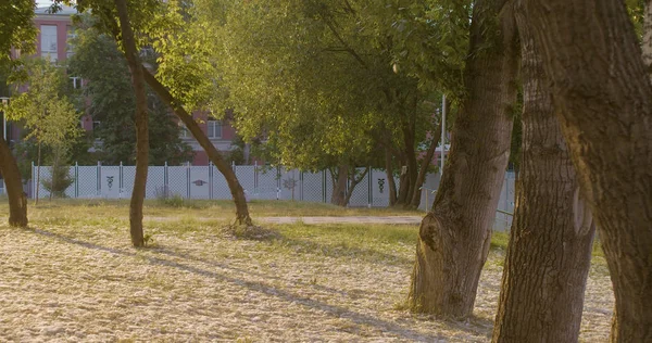 Δέντρα στο ηλιοβασίλεμα. Στο έδαφος είναι το χνούδι της λεύκας — Φωτογραφία Αρχείου