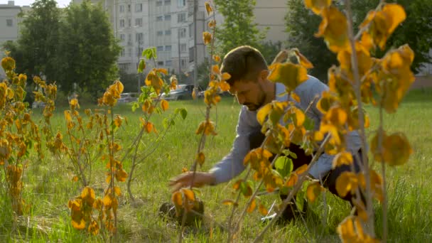 Ellenőr cheking root rendszer a bokor — Stock videók