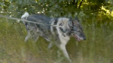 Yol boyunca tasmalı yürüyen bir köpek