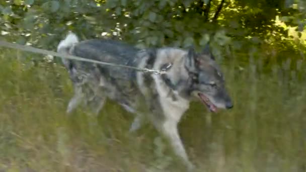 Un perro paseando con una correa a lo largo del camino — Vídeos de Stock