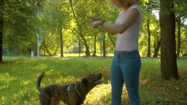 Güzel kız işleyici eğitim bir köpek — Stok video