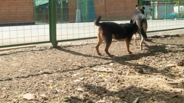 Perro discapacitado corriendo cerca de la valla — Vídeo de stock