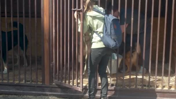 Двоє добровольців беруть собак на прогулянку — стокове відео